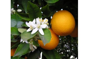 Huile essentielle d'Orange Sucrée (Douce)